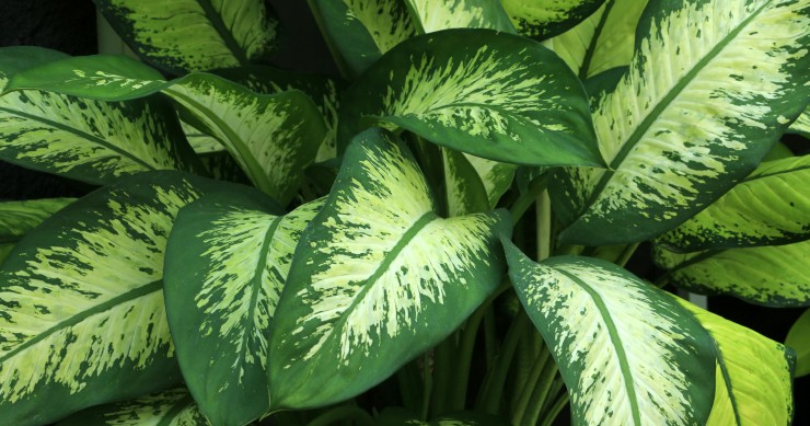dieffenbachia