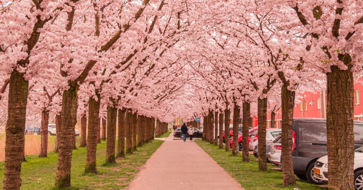 fioritura ciliegi italia 