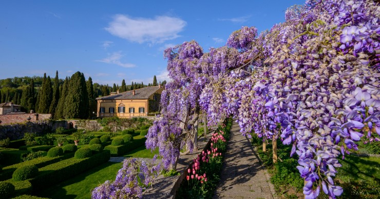 coltivare il glicine