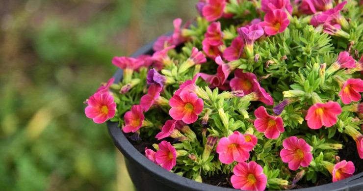 cosa piantare a maggio