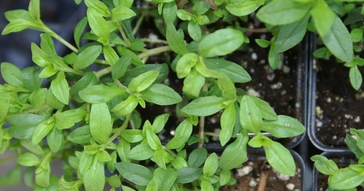 coltivare santoreggia