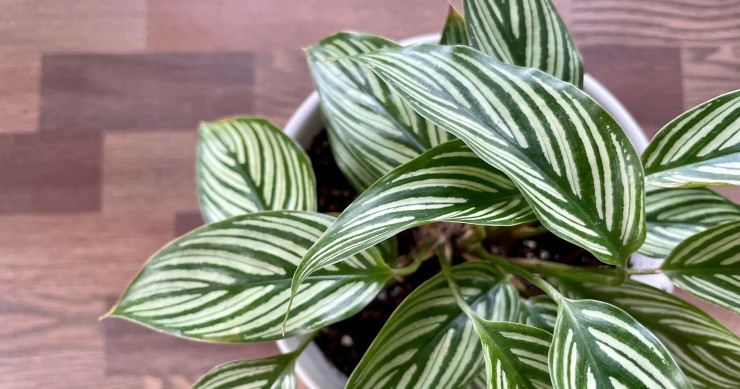 come coltivare la calathea