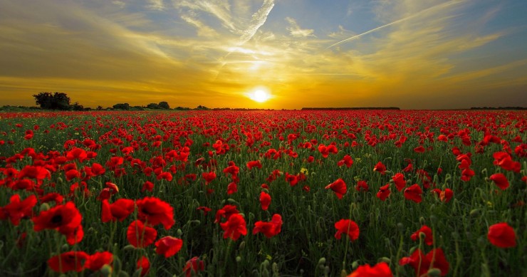 coltivazioni papaveri