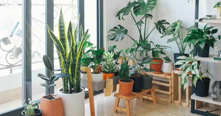 Piante da interno