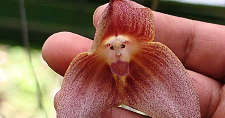orchidea scimmia