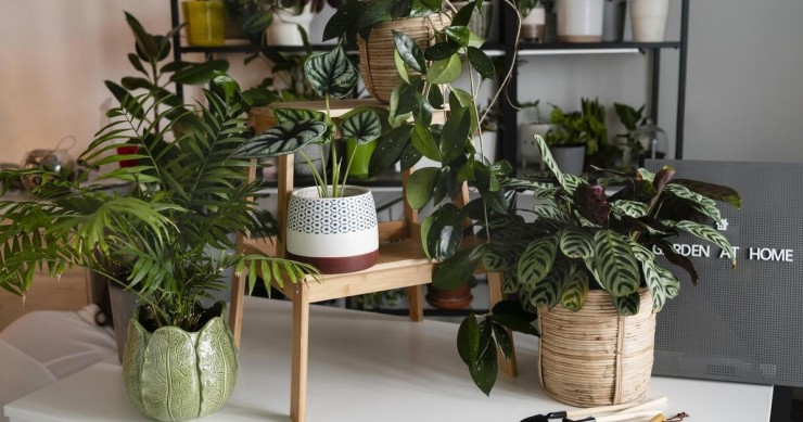 angolo botanico in casa