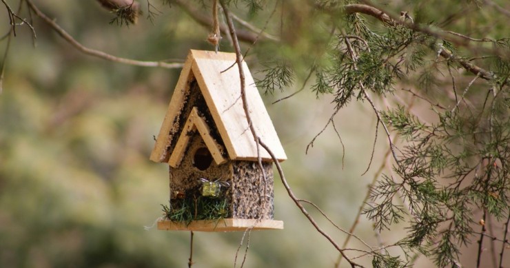 Una casetta per uccelli appesa a un albero