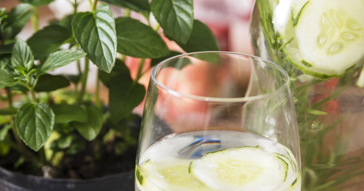 coltivare menta in vaso