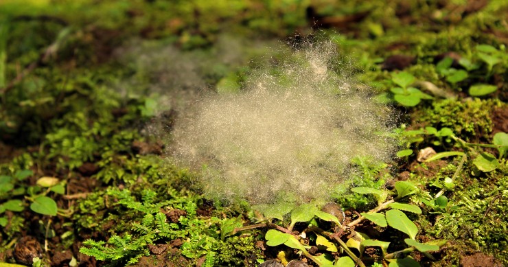 fungo del prato rimedi naturali