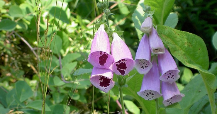 digitale pianta velenosa