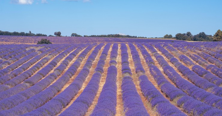 fioritura lavanda provenza