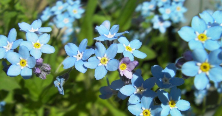 cosa piantare a giugno