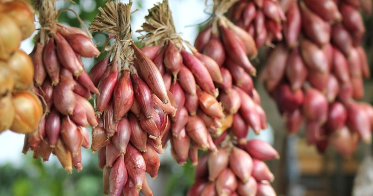 cosa piantare a maggio nell'orto