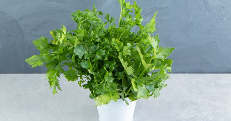 coltivare il prezzemolo in casa