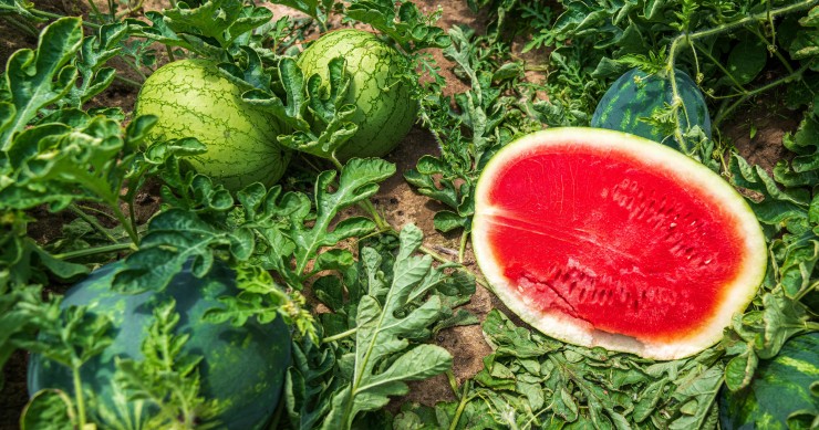 cosa coltivare a giugno nell'orto