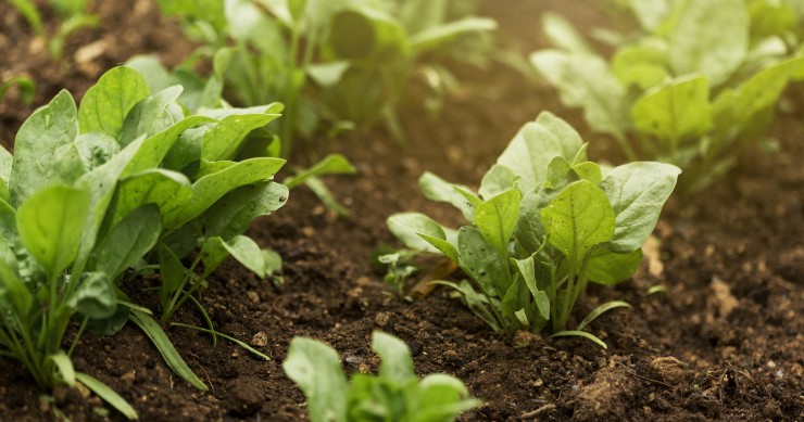 come misurare il pH del terreno