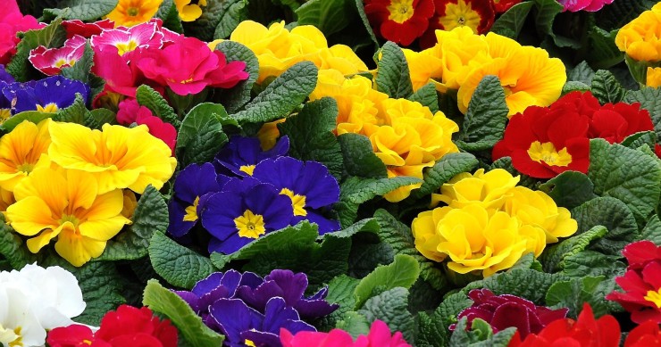 le primule sono perenni