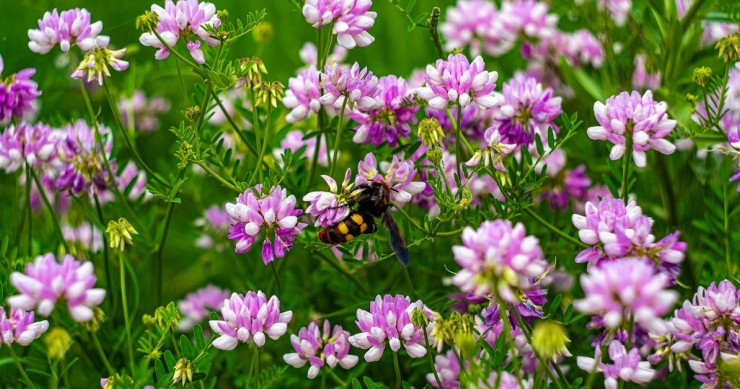 Un calabrone in un prato fiorito