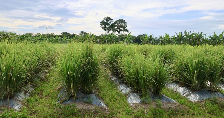 pianta della citronella