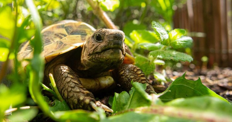 Una tartaruga di terra immersa in un terrario perfetto