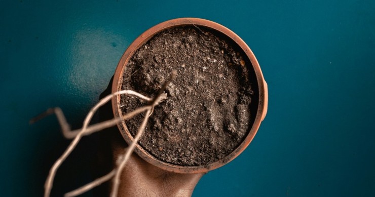 Un vaso con una pianta morta