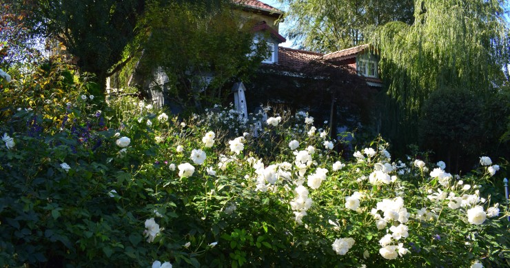 gardenia in casa o fuori