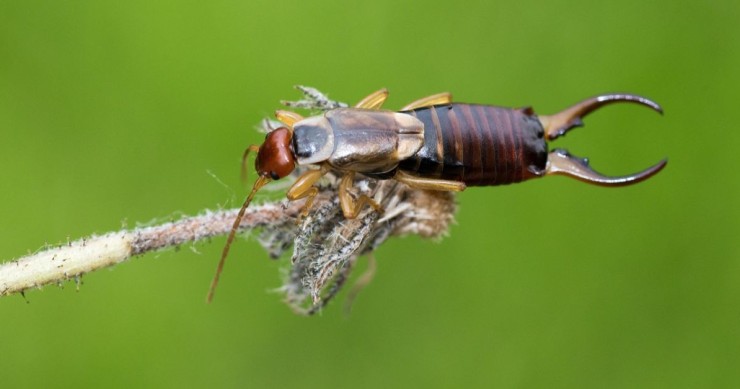 dettaglio forbicina