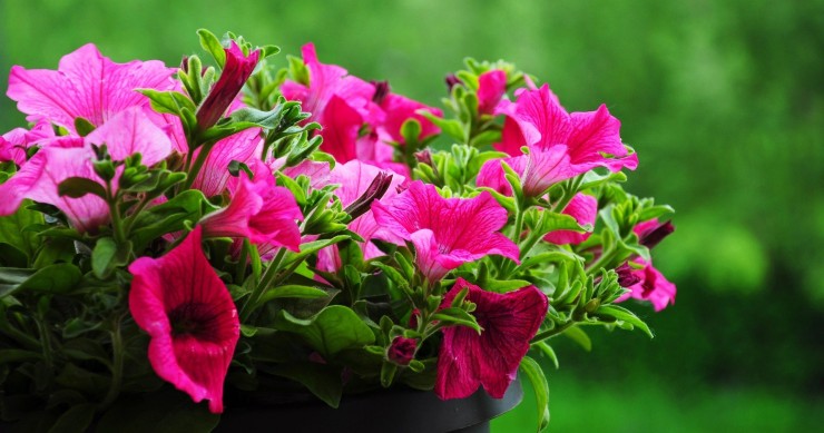 cosa piantare a luglio