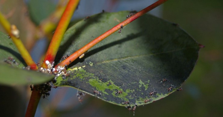 fumaggine su eucalipto