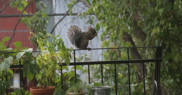 Uno scoiattolo sulla ringhiera di un balcone