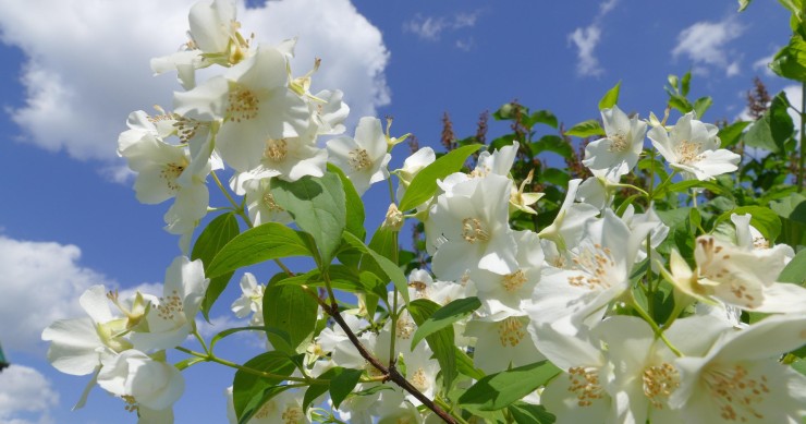 si può potare il gelsomino in estate