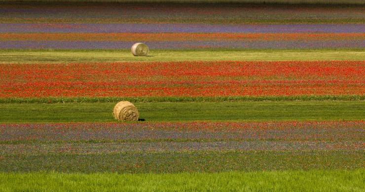 fioritura lenticchie norcia