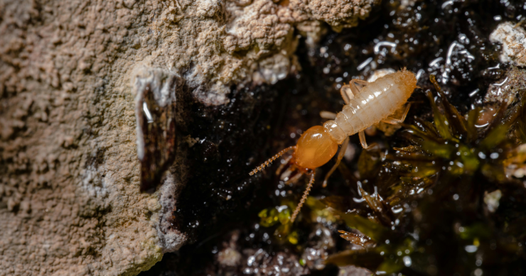 una termite