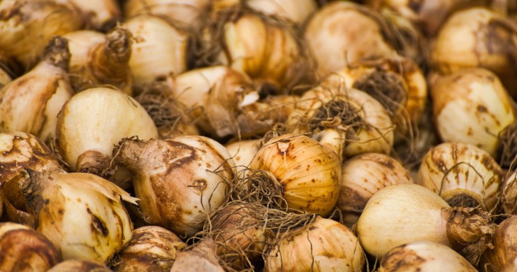 si possono lasciare i bulbi di tulipano nel terreno