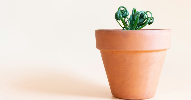 albuca spiralis cura