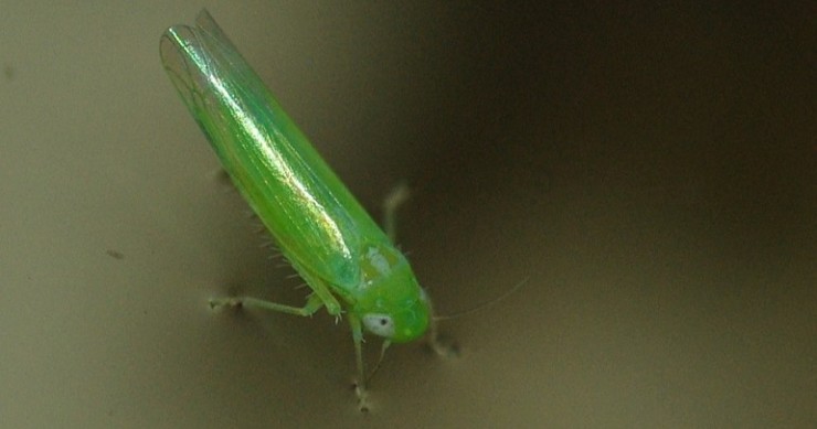 cicalina della vite