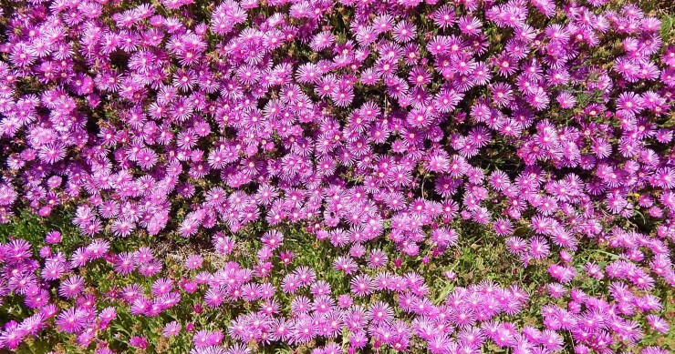 delosperma fioritura