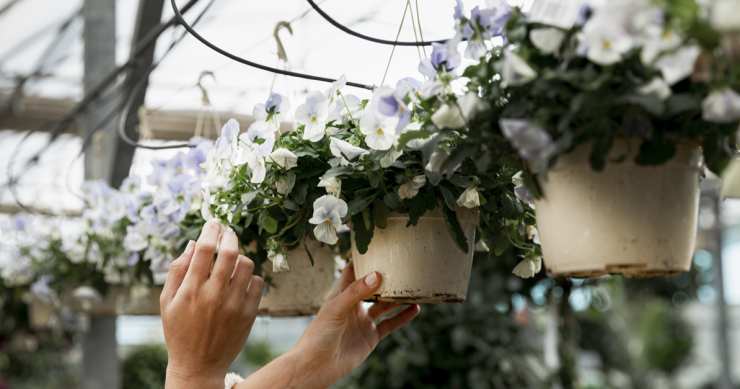 dei vasi sospesi in un giardino verticale