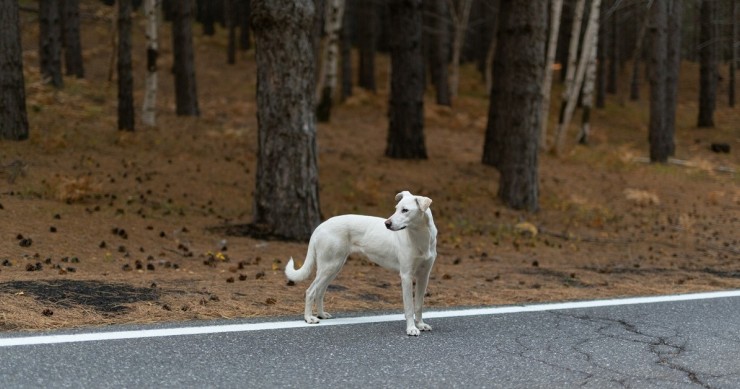 Un cane privo di collare sul ciglio di una strada