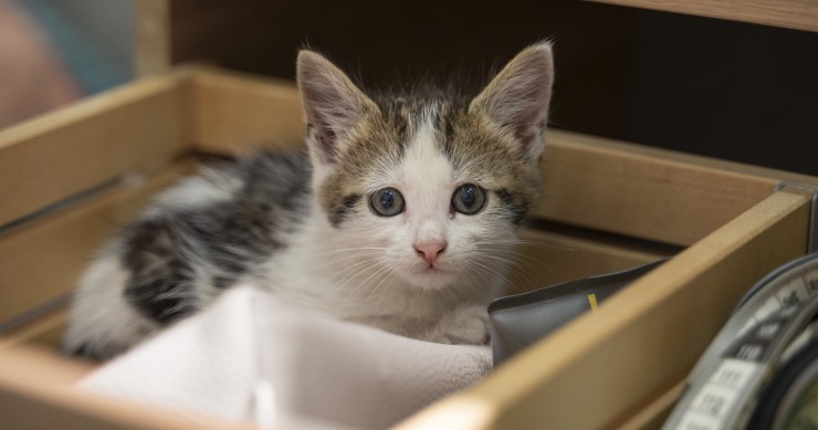 Cucce per gatti fai da te per esterno