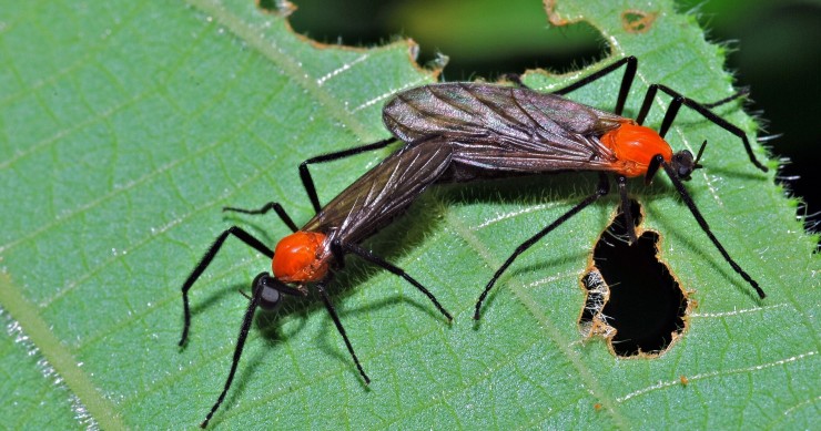 love bugs