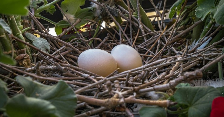 Un nido di uccelli sul balcone di una casa