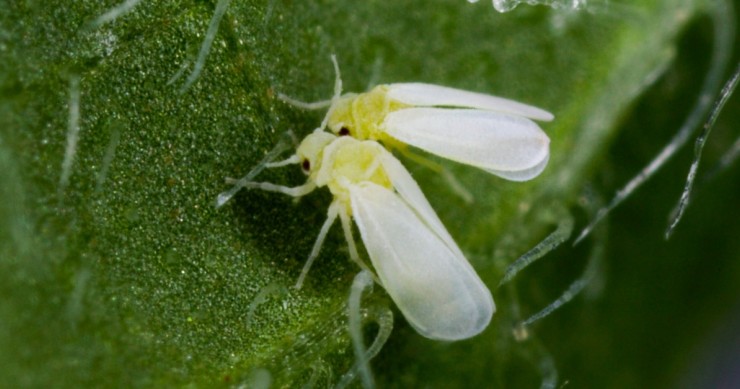 mosche bianche su foglie