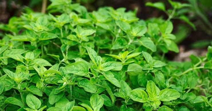 coltivare l'origano