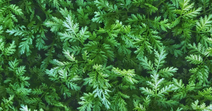 pianta di artemisia