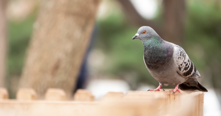 piccione sulla ringhiera del balcone