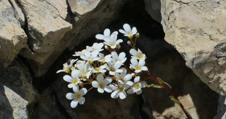 sassifraga