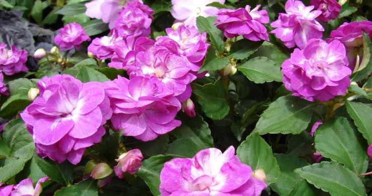 impatiens walleriana