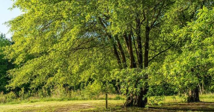 albero delle noci