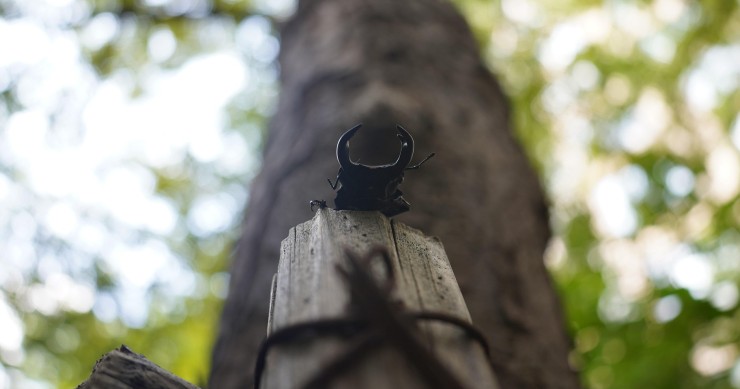 cervo volante è pericoloso